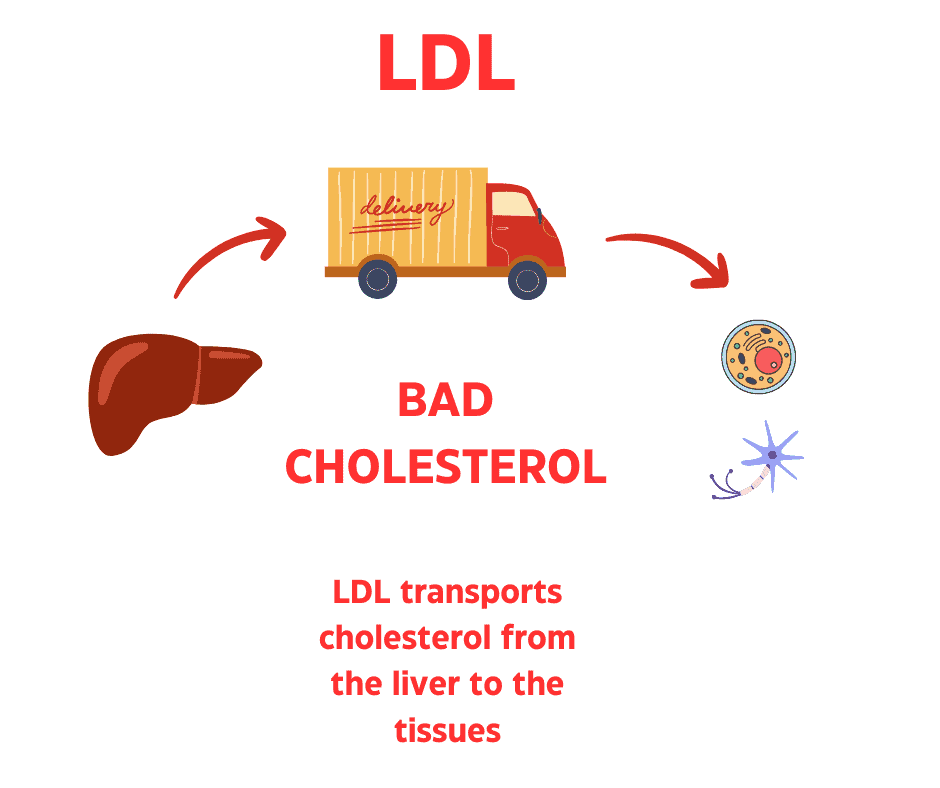 how to lower my cholesterol
LDL