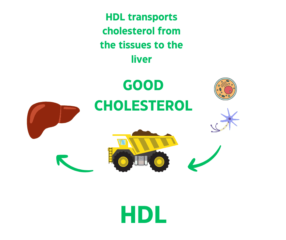 how to lower my cholesterol
HDL